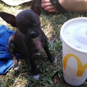 Meet your Posher, Billy